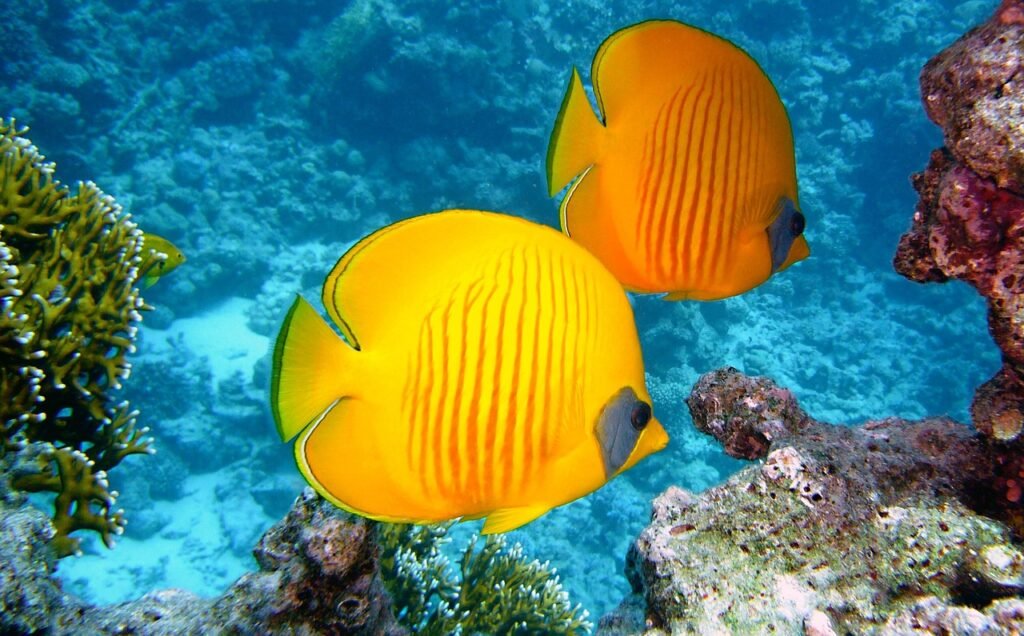 The beauty beneath the oceans if beyond words.