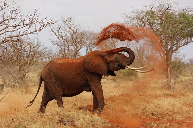 An Elephant enjoying its life. Fierce when threatened but playful normally.