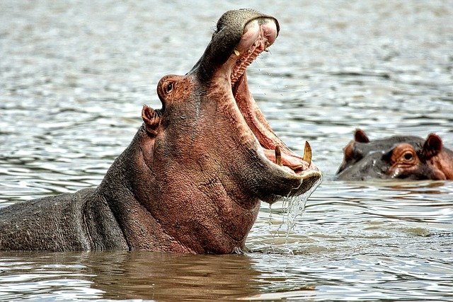 A Hippo opening its big mouth while in water.