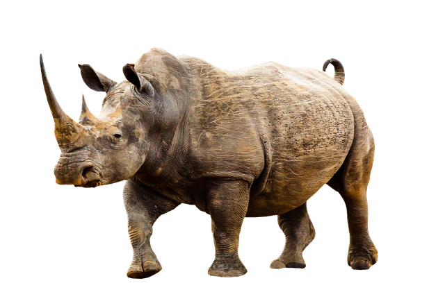 We have an angry Rhino here!