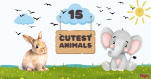 cutest animals in the world - 15 cutest animals , cute rabbit and elephant sitting on grass , landscape clipart