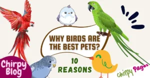 Reasons Why Birds Are the Best Pets article title image for article that states 10 reasons that make birds the best animal to pet at home as they bring joy, peace and calmness to life