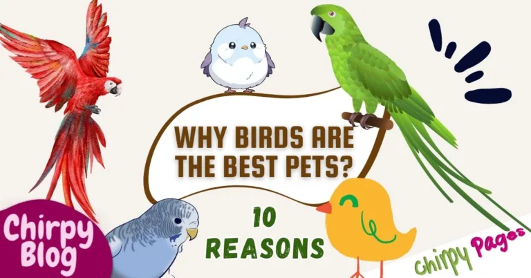 Reasons Why Birds Are the Best Pets article title image for article that states 10 reasons that make birds the best animal to pet at home as they bring joy, peace and calmness to life