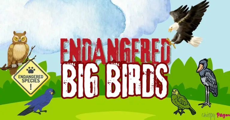 birds that are big and endangered - endangered big birds which are under threat of extinction like kakapos, shoebills, javan hawk eagles, lear's macaw and others