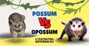 possum vs opossum header, image of possum and image of opossum with differences title , article about possums and opossums , 8 differences