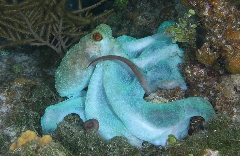 blue Caribbean Reef Octopus resting on ocean floor