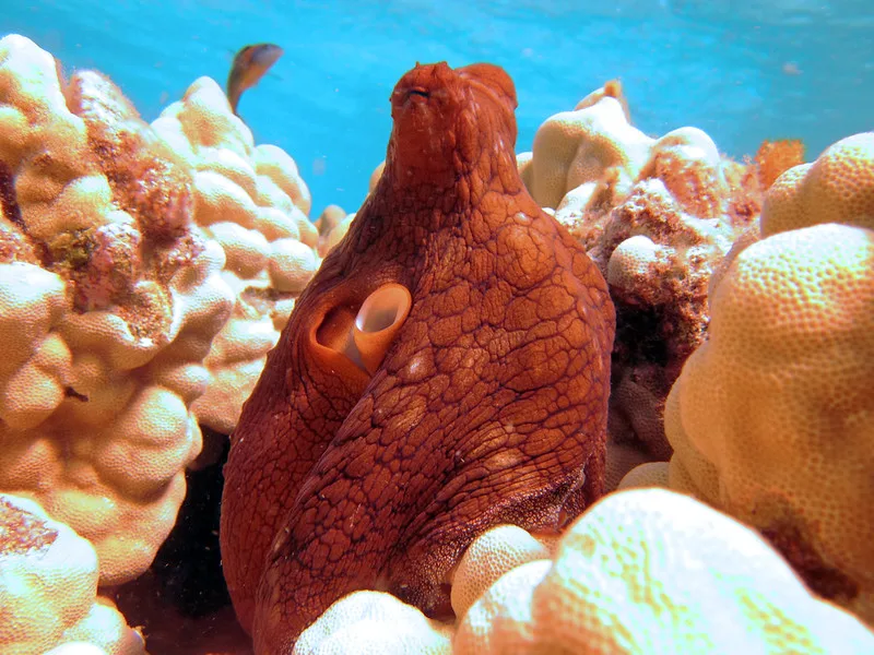 day octopus resting on ocean floor underwater corals - deep sea