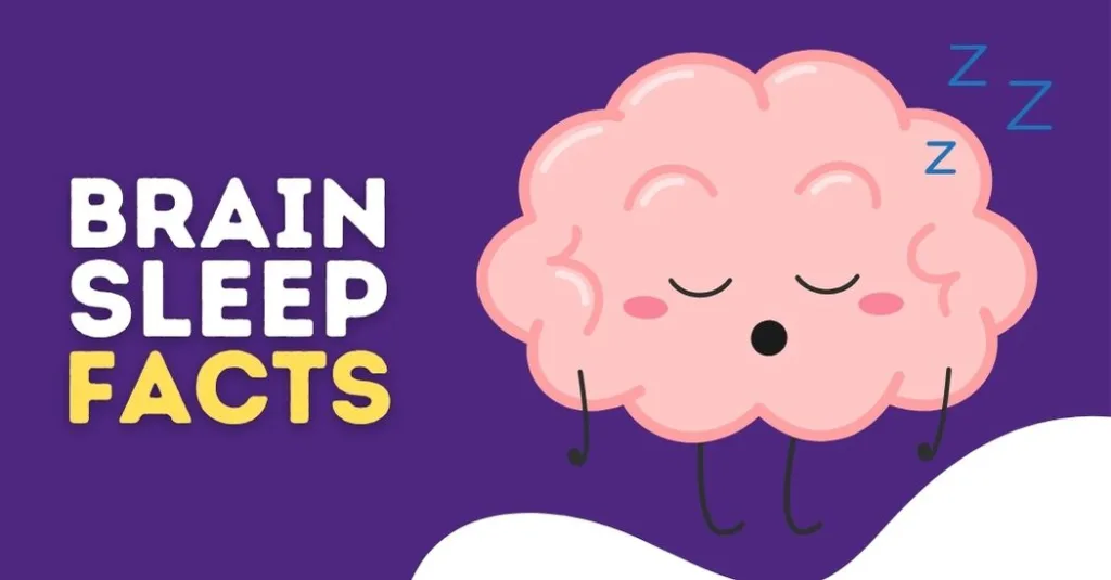 brain behavior during sleep - brain during sleep facts