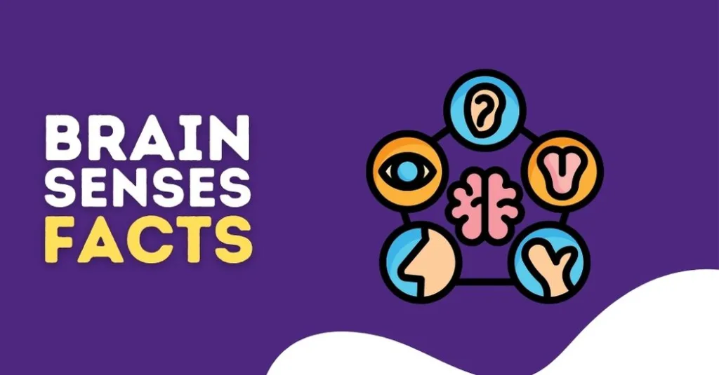 brain senses facts, sensory facts about brain