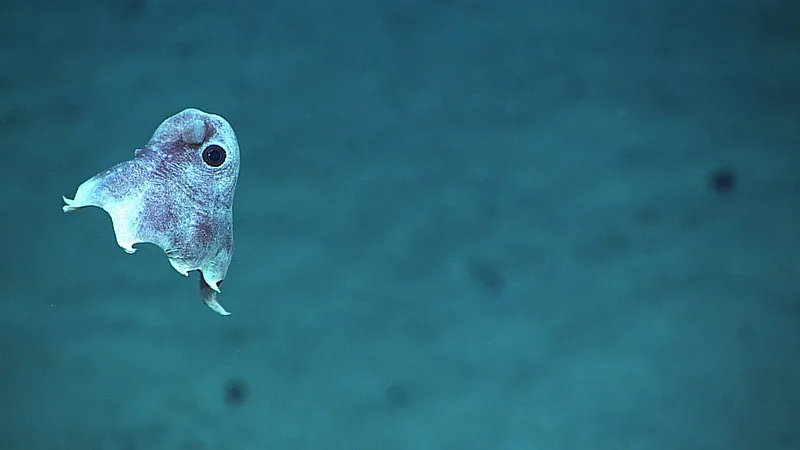 tiny dumbo octopus swimming underwater